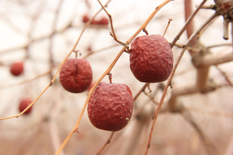 Organic Jujube Dates (Da Zao)