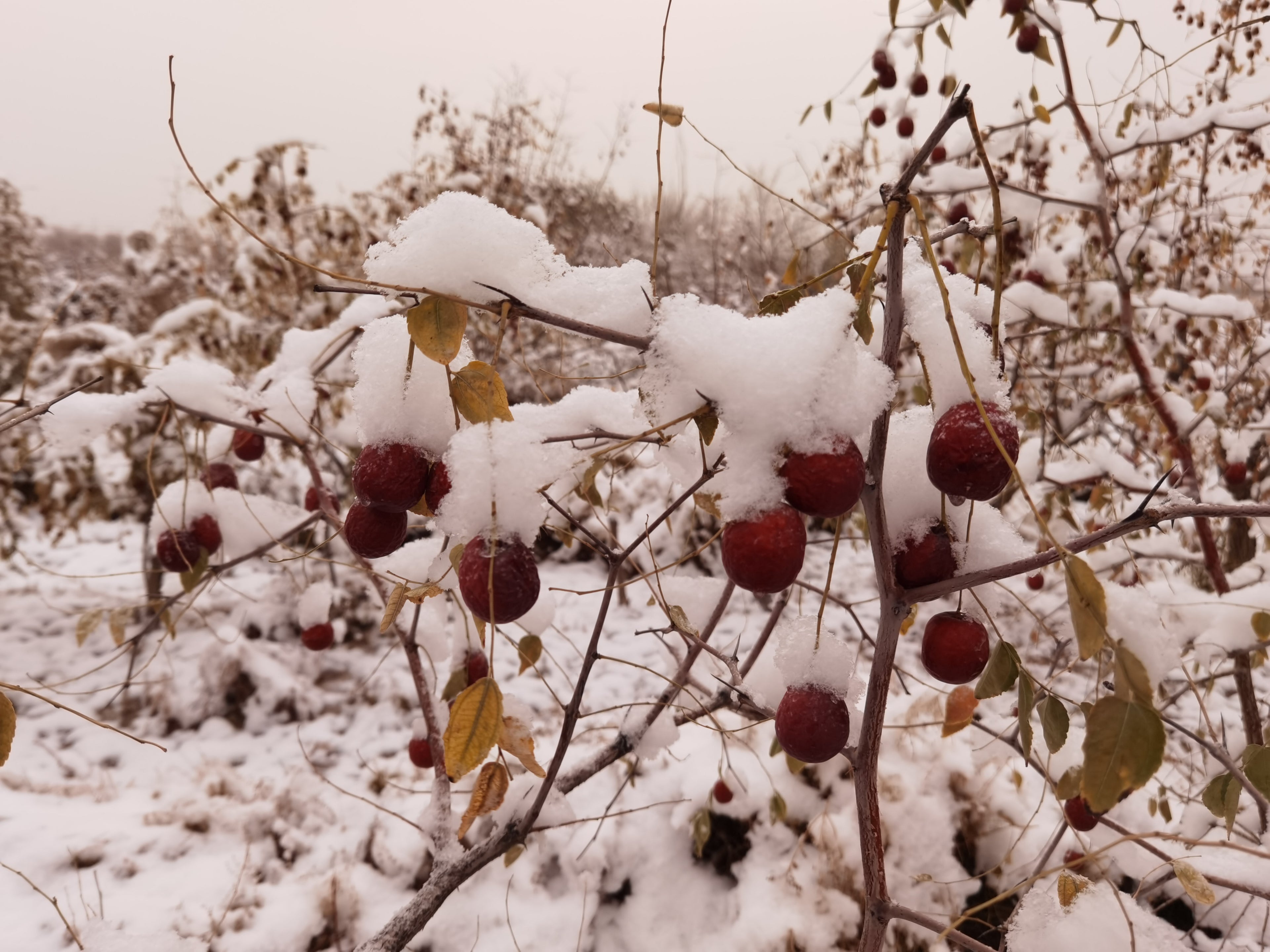 Organic Jujube Dates (Da Zao)