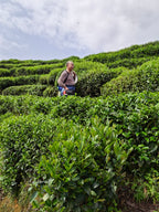 Jasmine Tea (Mo Li Yin Zhen)