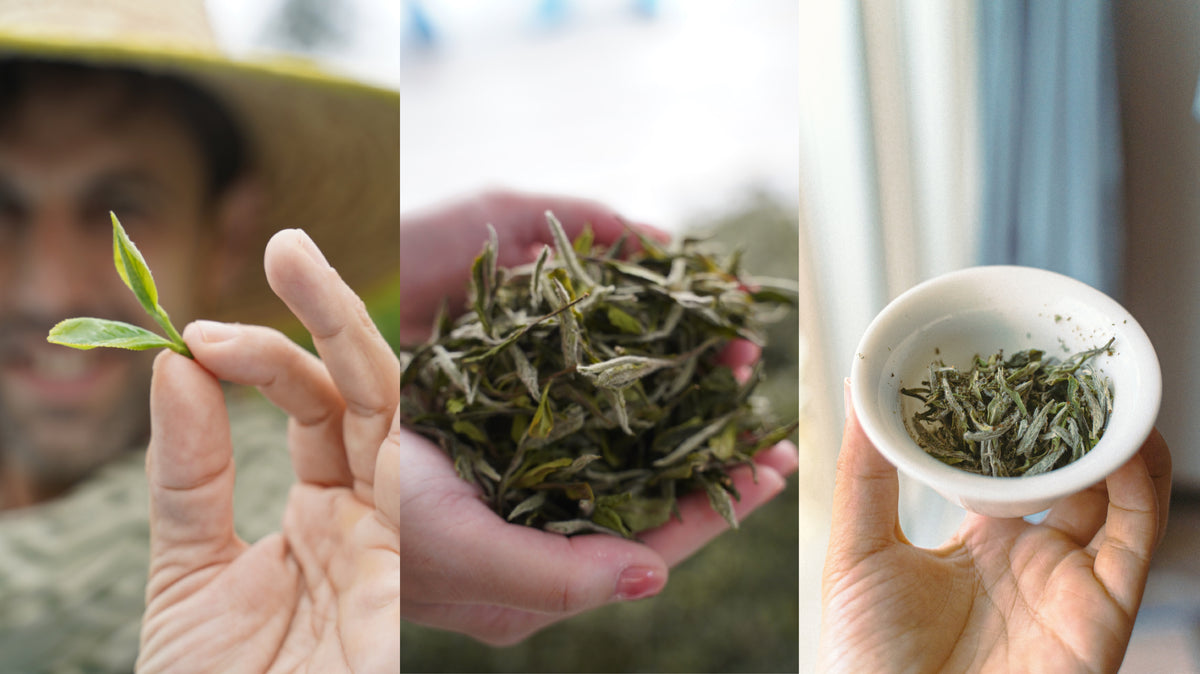 Chikicha | Organic Wild Tea – White Tea, Jasmine, Pu-erh & More – CHI ...