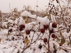 Organic Jujube Dates (Da Zao)