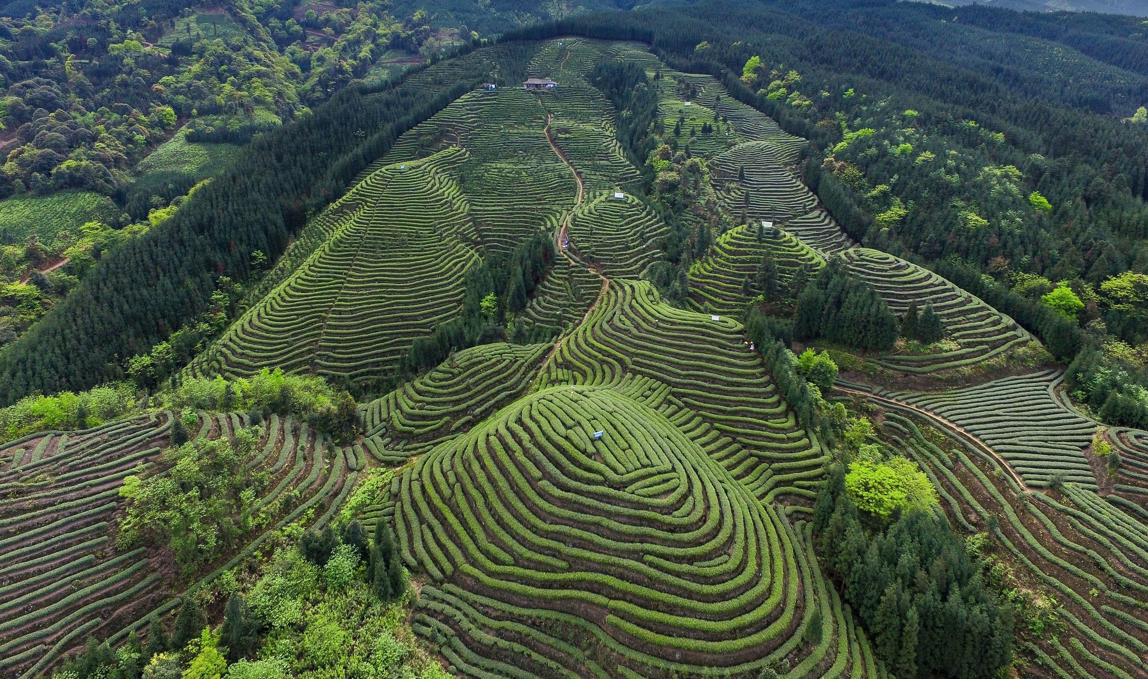 2018 Tibetan Tea 200g