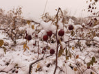 Organic Jujube Dates (Da Zao)