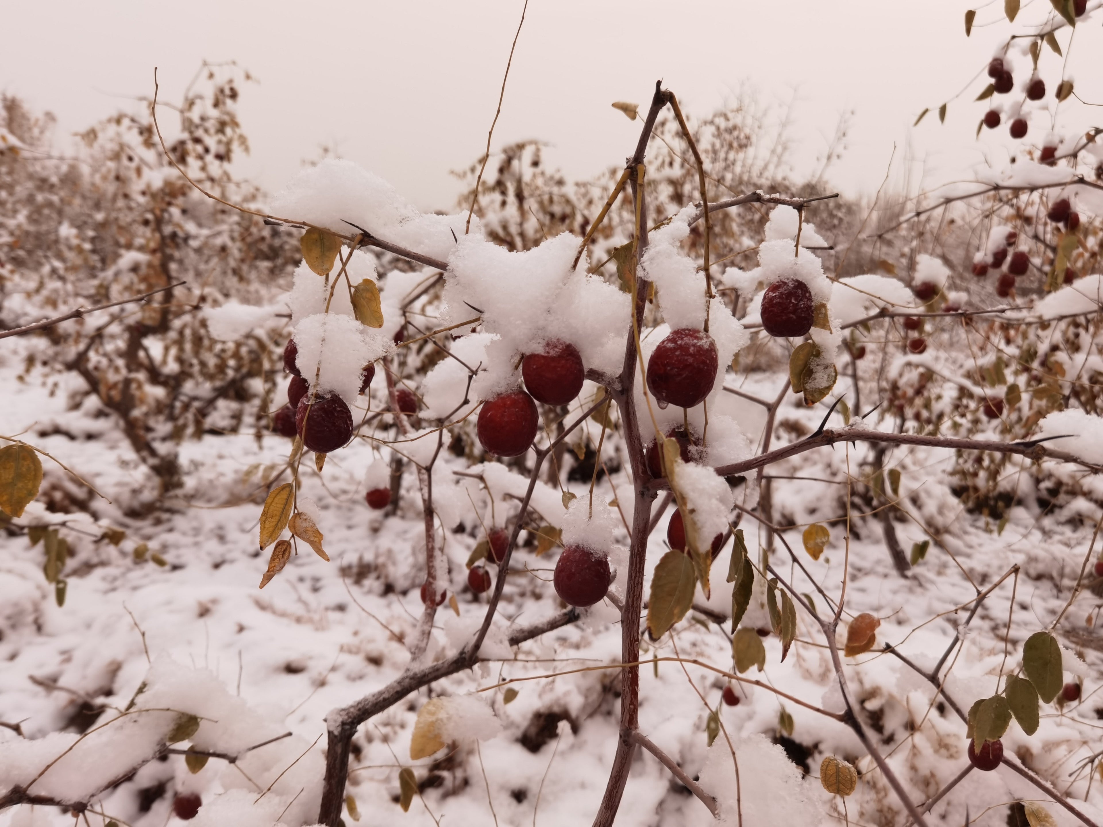 Organic Jujube Dates (Da Zao)