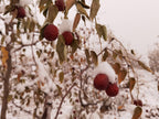 Organic Jujube Dates (Da Zao)
