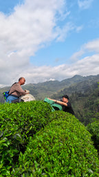 Jasmine Tea (Mo Li Yin Zhen)