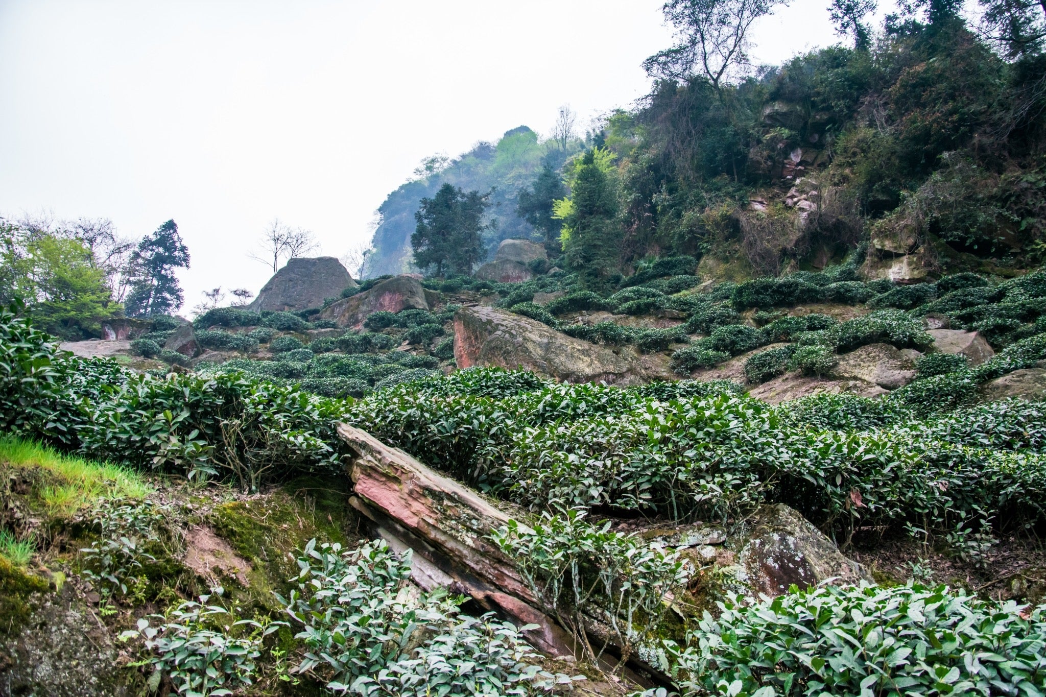 2018 Tibetan Tea 200g