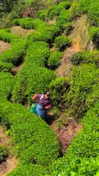Jasmine Tea (Mo Li Yin Zhen)