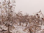 Organic Jujube Dates (Da Zao)