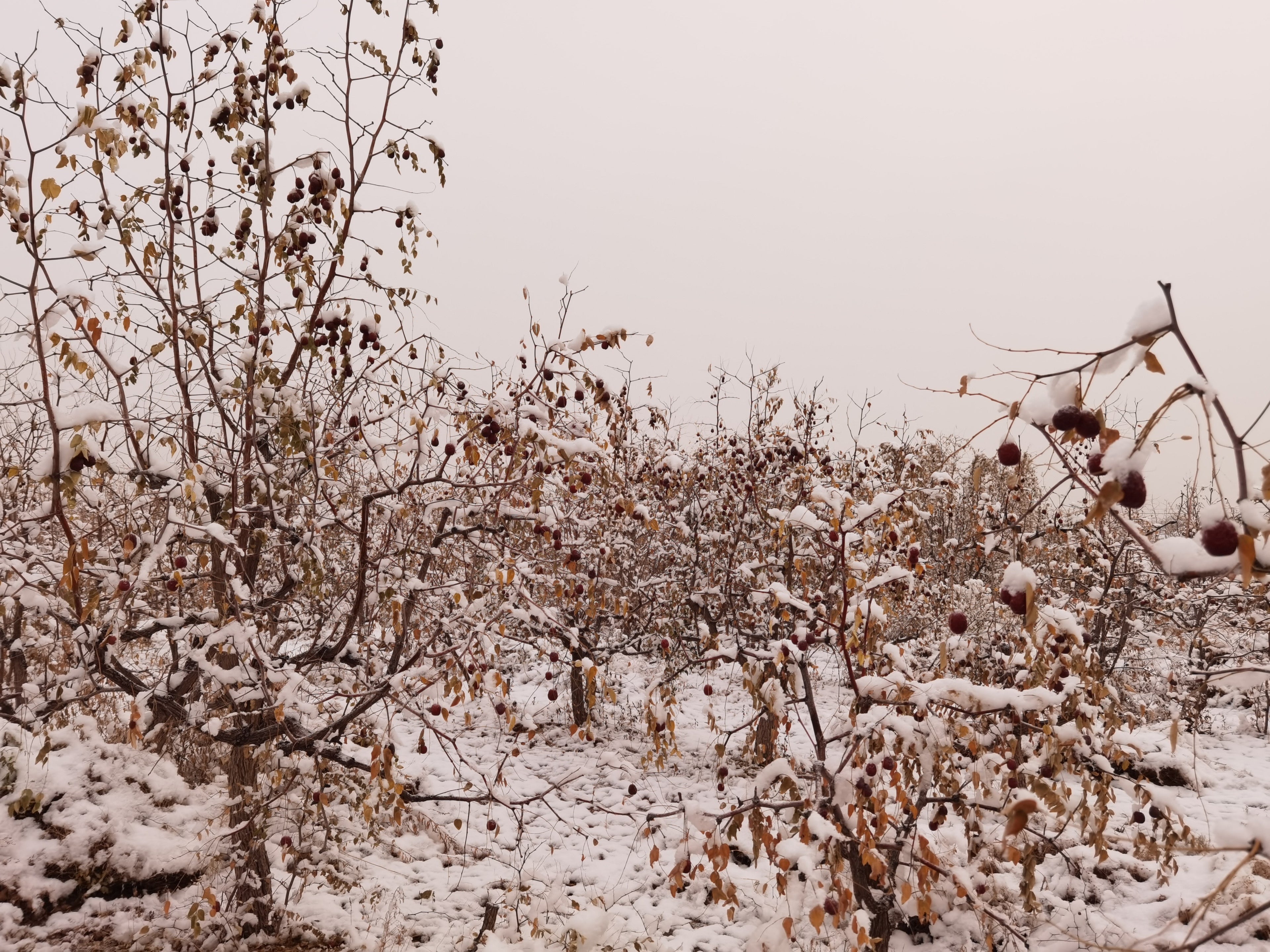 Organic Jujube Dates (Da Zao)