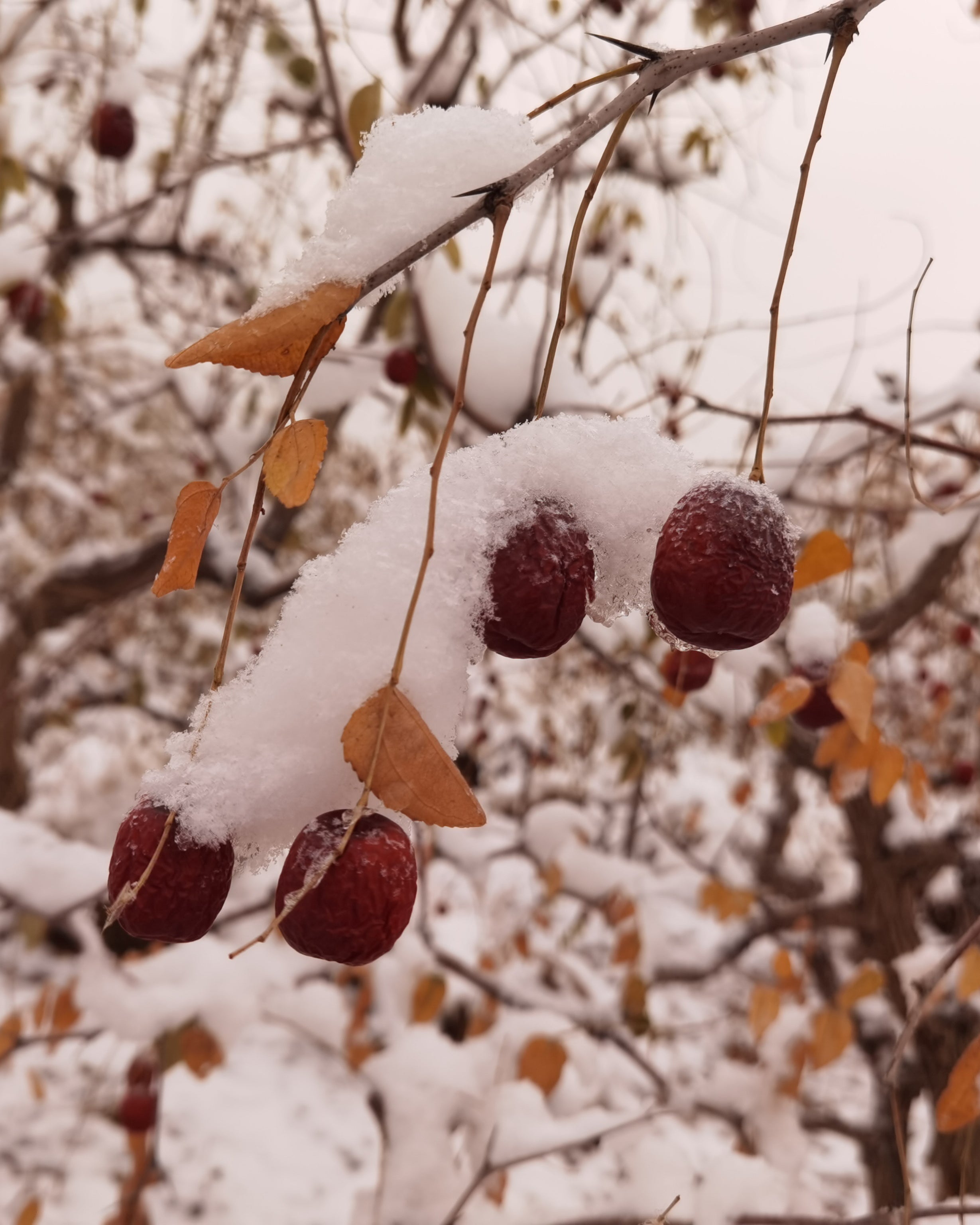 Organic Jujube Dates (Da Zao)